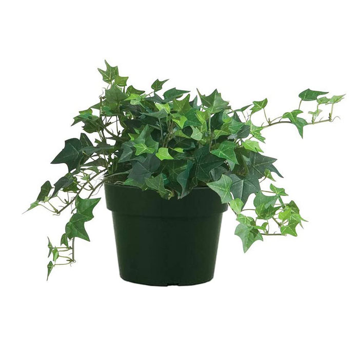 پاپیتال مینیاتوری